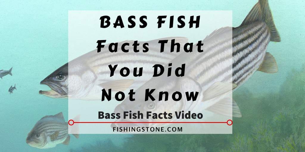 10 Awesome Bass Fish Facts That You Did Not Know