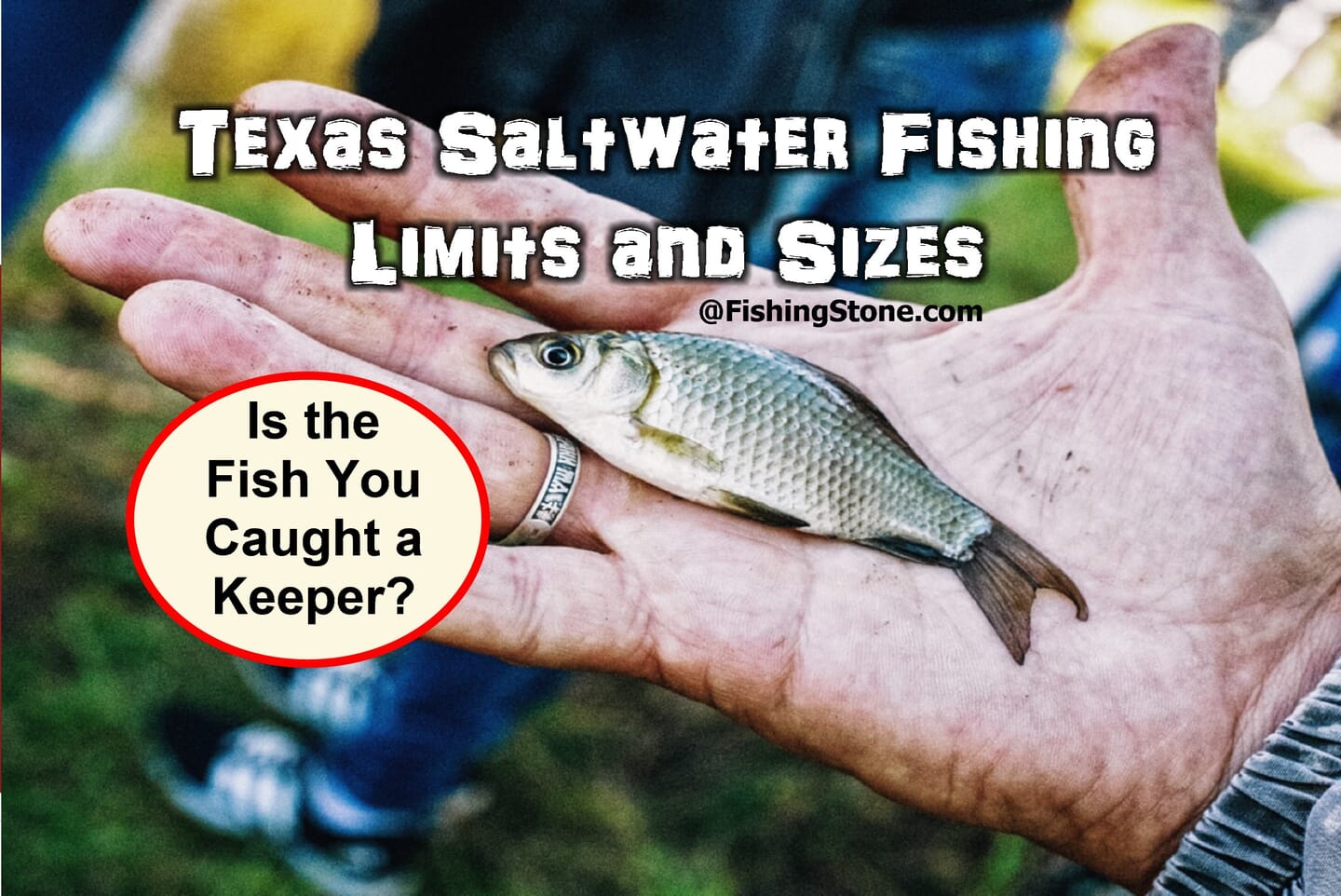 Texas Saltwater Fishing Details Spots License Locations Report Limits Sizes