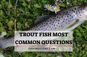 Trout Fish Most Common Questions Answered 1 Trout Fish Most Common Questions Answered