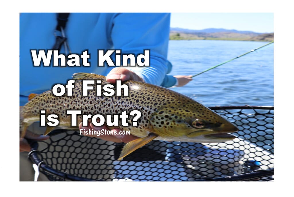 Trout Fish Most Common Questions Answered