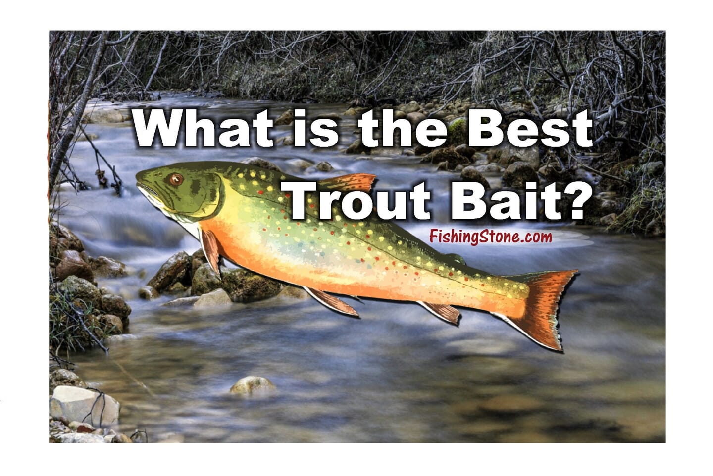 Trout Fish Most Common Questions Answered