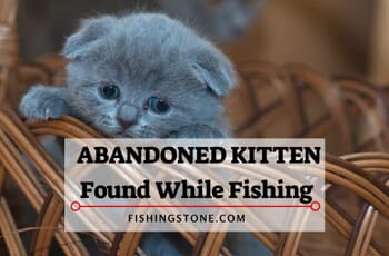 Abandoned Kitten Found While Fishing 1 Abandoned Kitten Found While Fishing