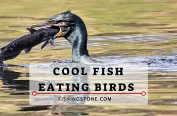 Cool Fish Eating Birds Images and Videos 1 Cool Fish Eating Birds - birds that eat fish - bird eating fish